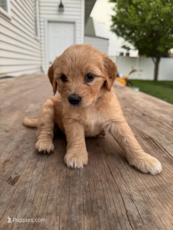 Baby Ruth – Miniature Goldendoodle puppy for sale in Moorhead, MN