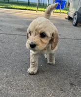 Twix, a female Miniature Goldendoodle for sale in Moorhead, MN – 2 of 2