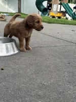 Rollo, a male Miniature Goldendoodle for sale in Moorhead, MN – 2 of 4