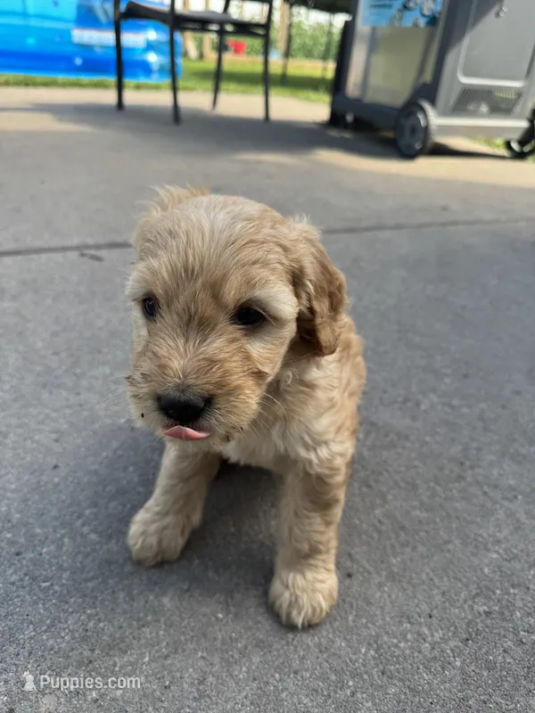 Carmello – Miniature Goldendoodle puppy for sale in Moorhead, MN