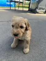 Carmello, a male Miniature Goldendoodle for sale in Moorhead, MN – 1 of 2