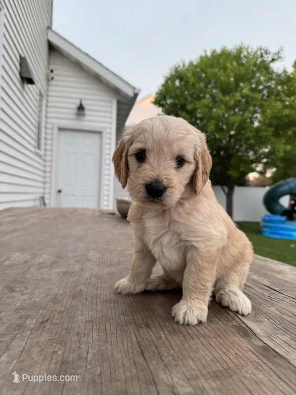 Oh Henry – Miniature Goldendoodle puppy for sale in Moorhead, MN