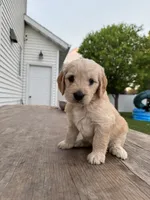 Oh Henry, a male Miniature Goldendoodle for sale in Moorhead, MN – 1 of 2