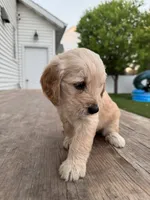 Oh Henry, a male Miniature Goldendoodle for sale in Moorhead, MN – 2 of 2