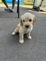 Almond Joy, a female Miniature Goldendoodle for sale in Moorhead, MN – 3 of 3