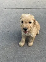 Carmello, a male Miniature Goldendoodle for sale in Moorhead, MN – 2 of 2