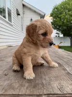 Baby Ruth, a female Miniature Goldendoodle for sale in Moorhead, MN – 2 of 3
