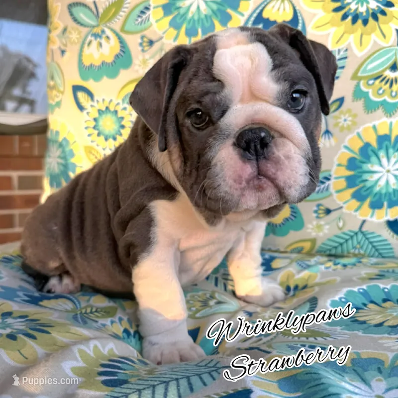 Strawberry – English Bulldog puppy for sale in Findlay, OH