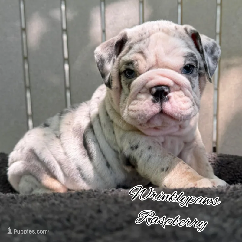 Raspberry  – English Bulldog puppy for sale in Findlay, OH