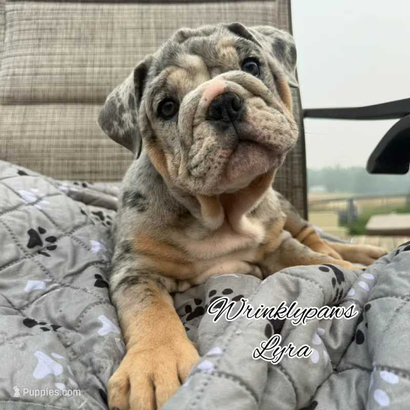 Lyra – English Bulldog puppy for sale in Findlay, OH