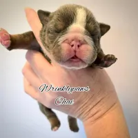 Chai, a female English Bulldog for sale in Findlay, OH – Photo 2 of 6