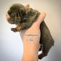 Chai, a female English Bulldog for sale in Findlay, OH – Photo 3 of 6