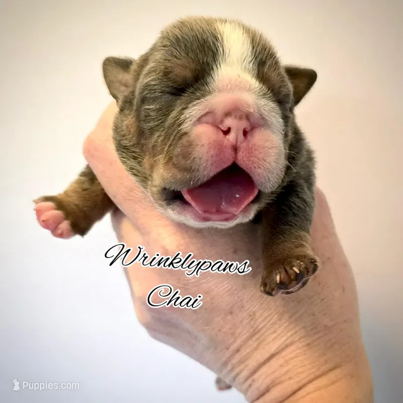Chai – English Bulldog puppy for sale in Findlay, OH