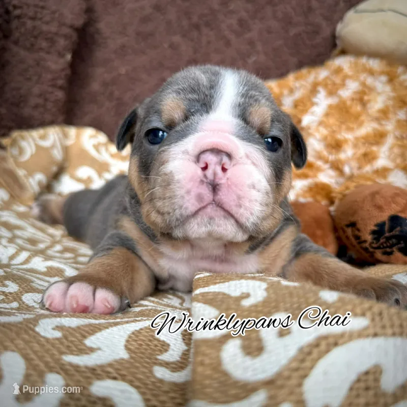 Chai – English Bulldog puppy for sale in Findlay, OH