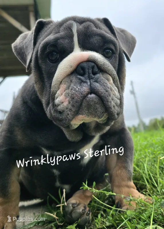 Sterling – English Bulldog puppy for sale in Findlay, OH
