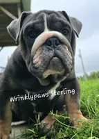 Sterling, a male English Bulldog for sale in Findlay, OH – 1 of 8