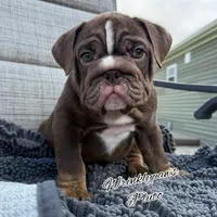Pluto, a male English Bulldog for sale in Findlay, OH – 2 of 4