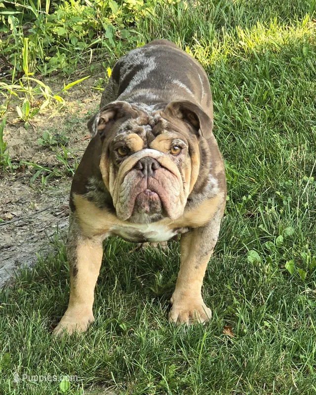 Shirlee x Marshal – English Bulldog puppy for sale in Findlay, OH