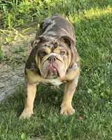 Shirlee x Marshal, a  English Bulldog for sale in Findlay, OH – 1 of 1