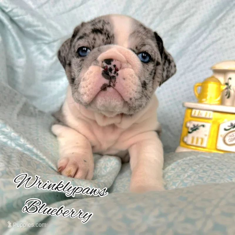 Blueberry – English Bulldog puppy for sale in Findlay, OH