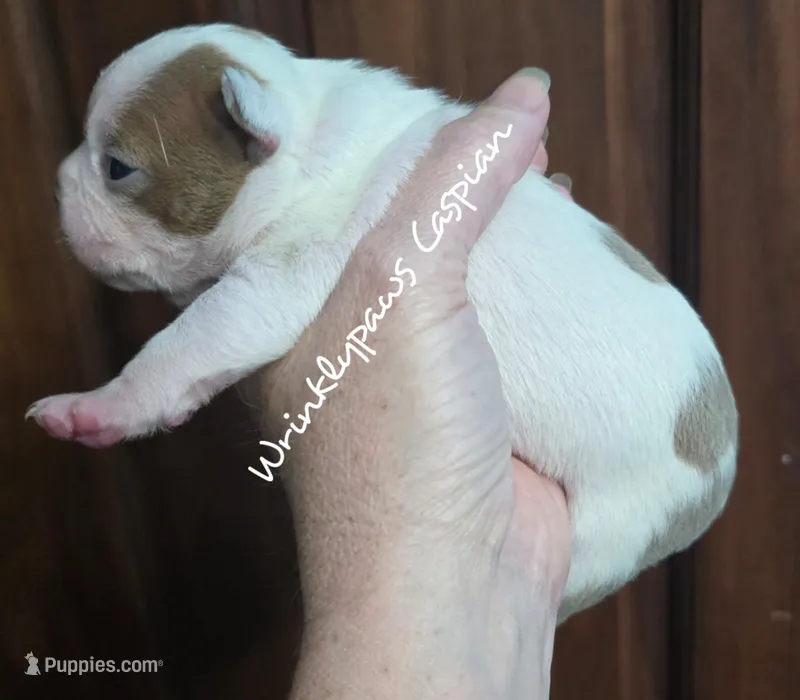 Caspian – Boston Terrier puppy for sale in Findlay, OH