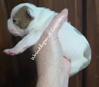 Caspian, a male Boston Terrier for sale in Findlay, OH – 1 of 2