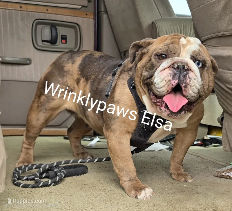 Elsa x Marshal – English Bulldog puppy for sale in Findlay, OH