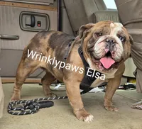 Elsa x Marshal, a  English Bulldog for sale in Findlay, OH – 1 of 3