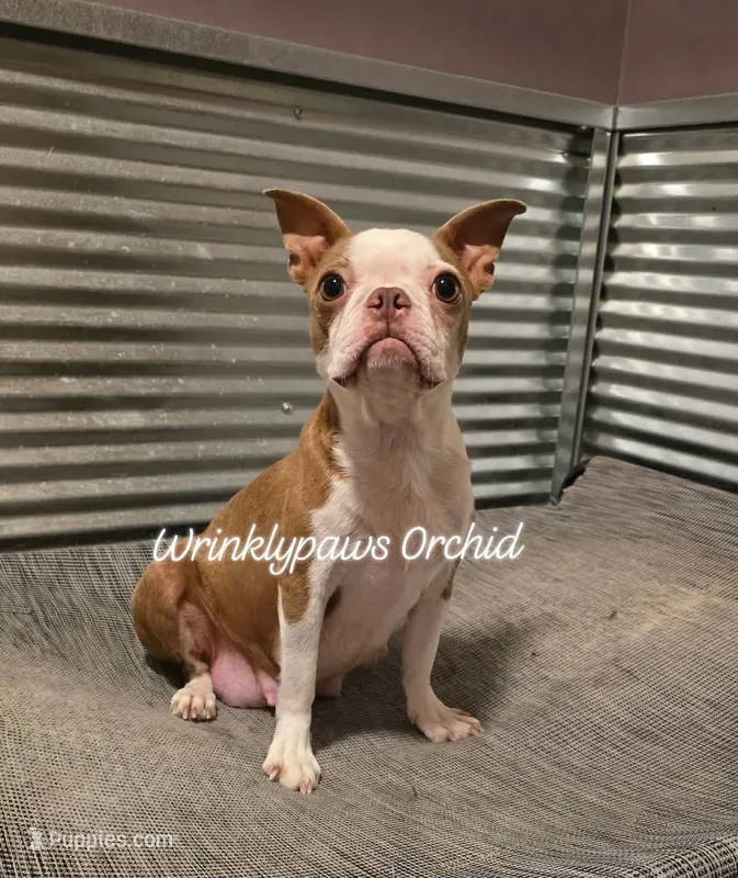 Upcoming – Boston Terrier puppy for sale in Findlay, OH