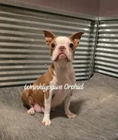 Upcoming, a  Boston Terrier for sale in Findlay, OH – 1 of 2