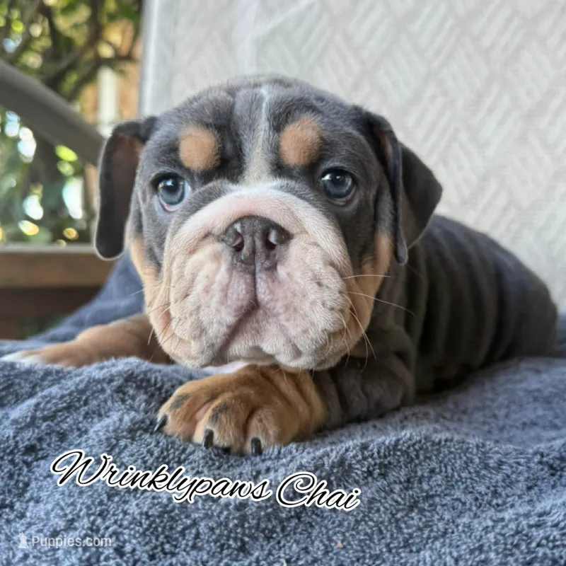 Chai – English Bulldog puppy for sale in Findlay, OH