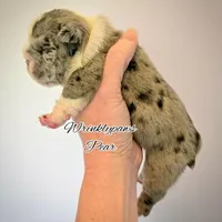 Pear, a female English Bulldog for sale in Findlay, OH – Photo 2 of 2