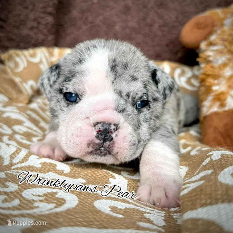 Pear – English Bulldog puppy for sale in Findlay, OH