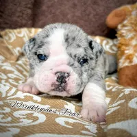 Pear, a female English Bulldog for sale in Findlay, OH – 3 of 6