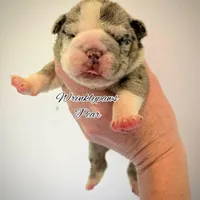 Pear, a female English Bulldog for sale in Findlay, OH – Photo 1 of 2