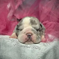 Pear, a female English Bulldog for sale in Findlay, OH – 4 of 6