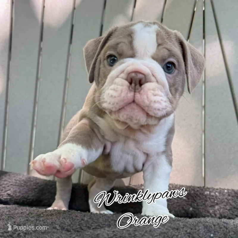 Orange – English Bulldog puppy for sale in Findlay, OH