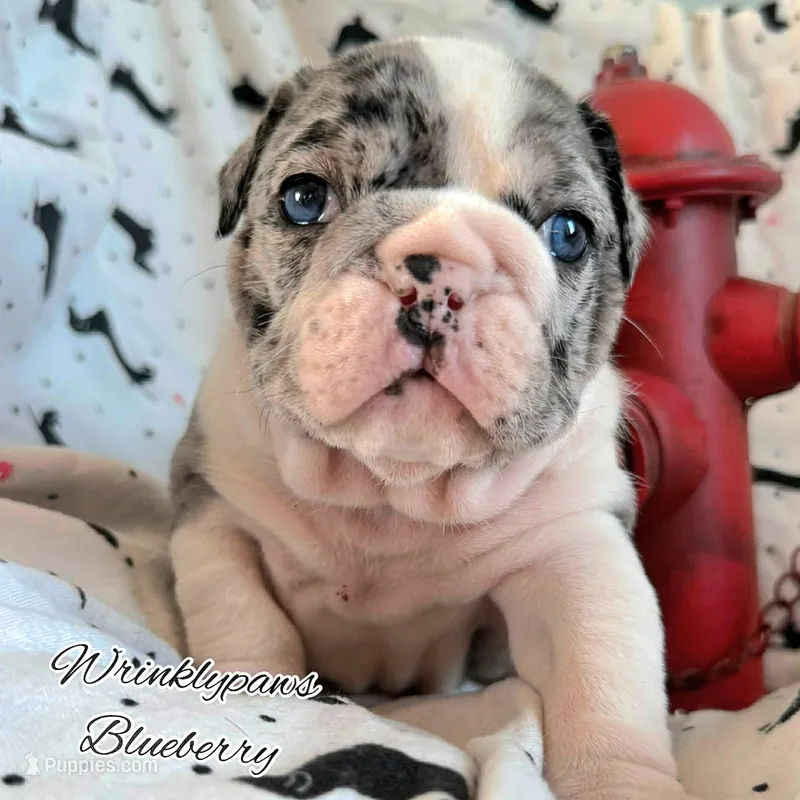 Blueberry – English Bulldog puppy for sale in Findlay, OH
