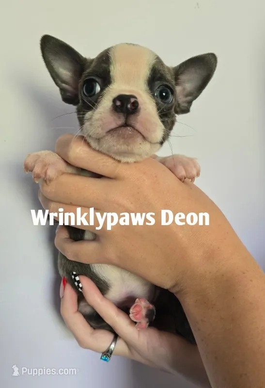 Deon – Boston Terrier puppy for sale in Findlay, OH