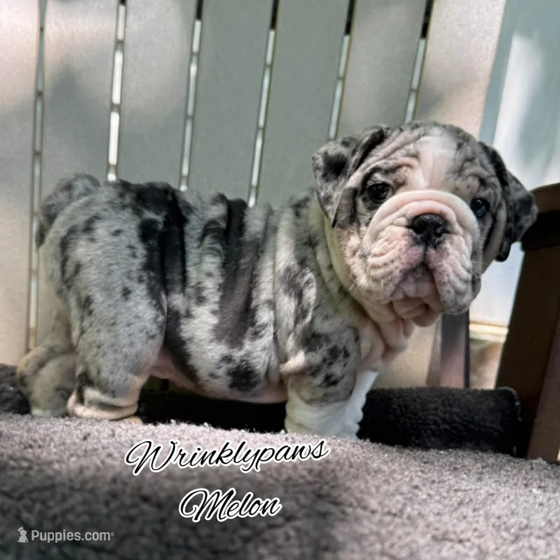 Melon – English Bulldog puppy for sale in Findlay, OH