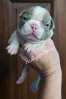 Harvey, a male Boston Terrier for sale in Findlay, OH – 2 of 2