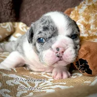 Blueberry, a female English Bulldog for sale in Findlay, OH – 4 of 7