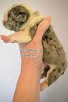 Blueberry, a female English Bulldog for sale in Findlay, OH – Photo 2 of 2