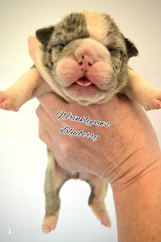 Blueberry – English Bulldog puppy for sale in Findlay, OH