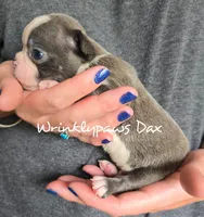 Dax, a male Boston Terrier for sale in Findlay, OH – 2 of 2