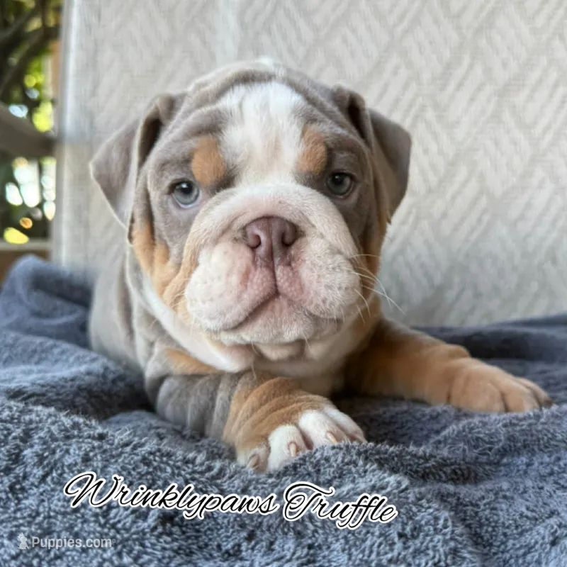 Truffle – English Bulldog puppy for sale in Findlay, OH