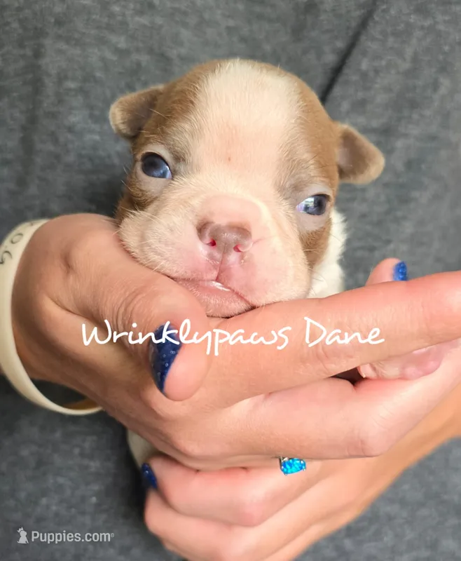 Dane – Boston Terrier puppy for sale in Findlay, OH