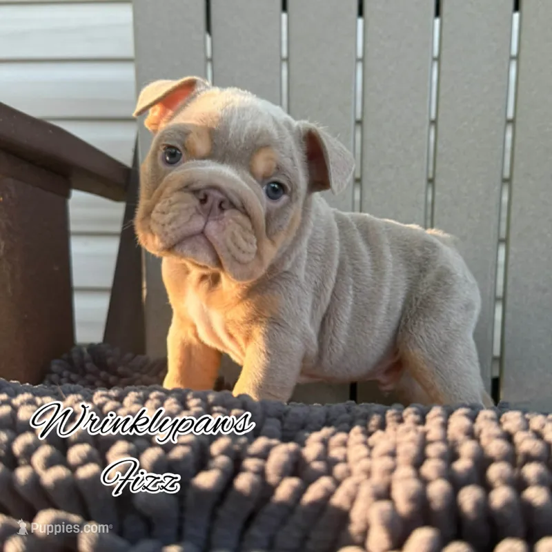 Fizz – English Bulldog puppy for sale in Findlay, OH