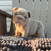 Fizz, a male English Bulldog for sale in Findlay, OH – 1 of 9