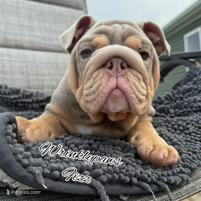 Fizz – English Bulldog puppy for sale in Findlay, OH